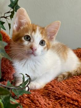 Ryder -  Tabby Cat for Adoption in Taylor, Michigan - Ryder | PetCurious