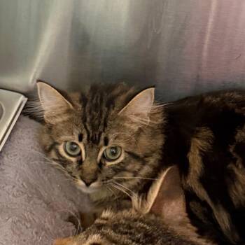 Jonas -  Domestic Long Hair Cat for Adoption in Blairsville, Georgia - Jonas | PetCurious