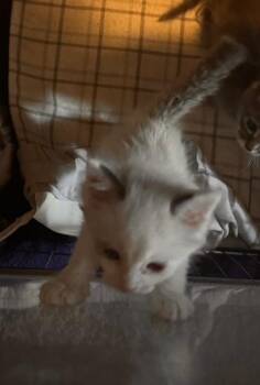 Siamese Cats Available for Adoption in Mustang, Oklahoma - Edmond | PetCurious