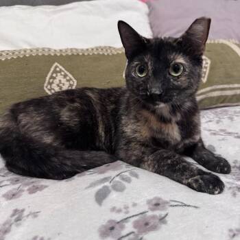 Domestic Short Hair and Tortoiseshell Cats Available for Adoption in Friendswood, Texas - Marble Cake | PetCurious