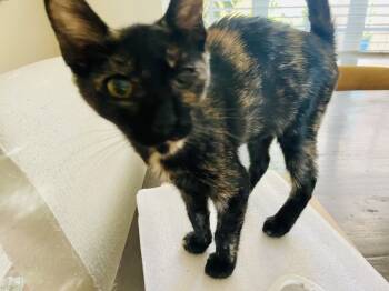 Rescue Domestic Short Hair Cats for Adoption in Tampa, Florida - Penny | PetCurious