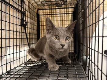 A1268904 -  Domestic Short Hair Cat for Adoption in Charlotte, North Carolina - A1268904 | PetCurious