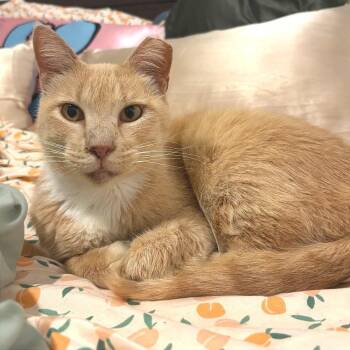Topper -  Domestic Short Hair Cat for Adoption in Austin, Texas - Topper | PetCurious