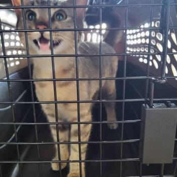 Domestic Short Hair Cats Available for Adoption in Fort Walton Beach, Florida - DUTCHES SNUGGLE RIOT | PetCurious