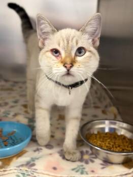 Eric -  Siamese Cat for Adoption in Lockhart, Texas - Eric | PetCurious