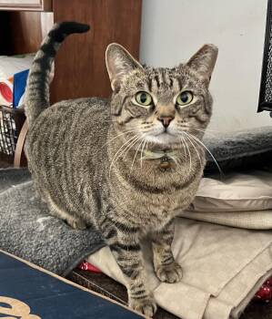 Domestic Short Hair Cats Available for Adoption - Jenny | PetCurious