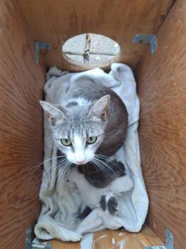 BUTTERMILK -  Domestic Short Hair Cat for Adoption in San Antonio, Texas - BUTTERMILK | PetCurious