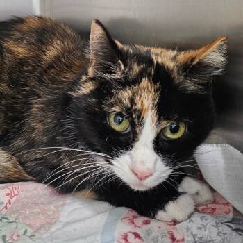 Rescue Domestic Short Hair Cats for Adoption in Chatham, Virginia - Angel | PetCurious