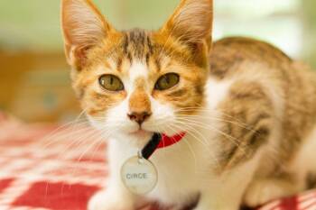 Circe -  Domestic Short Hair Cat for Adoption in Hot Springs, Arkansas - Circe | PetCurious