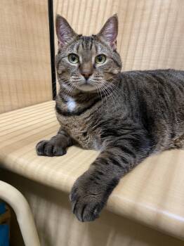 Rescue Domestic Short Hair Cats for Adoption in Worcester, Massachusetts - Nalla Bean | PetCurious