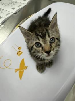 Domestic Short Hair Cats Available for Adoption in Ontario, California - GILLIGAW | PetCurious