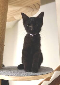 Period -  Domestic Short Hair Cat for Adoption in Elyria, Ohio - Period | PetCurious