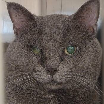 Stew -  Domestic Short Hair Cat for Adoption in Bentonville, Arkansas - Stew | PetCurious