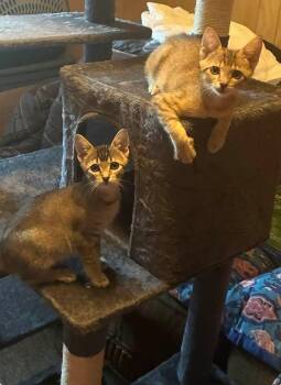Firecracker and Sparkle -  Domestic Short Hair Cat for Adoption in Waveland, Indiana - Firecracker And Sparkle | PetCurious