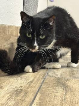 Tabby Cats Available for Adoption in Chandler, Arizona - Jordan 4 Yrs Old | PetCurious