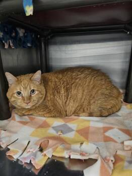 DEMI -  Domestic Medium Hair Cat for Adoption in Frisco, Colorado - DEMI | PetCurious