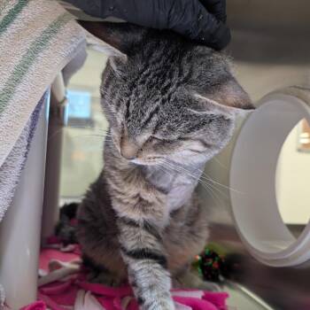 Walker Texas Ranger -  Domestic Short Hair Cat for Adoption in York, Pennsylvania - Walker Texas Ranger | PetCurious