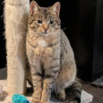 Tabby Cats Available for Adoption - Meeko - Chatty Charmer | PetCurious
