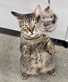 Domestic Short Hair Cats Available for Adoption in Kansas City, Missouri - Sirius | PetCurious