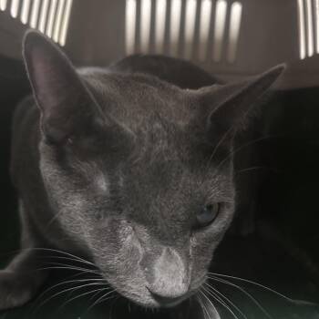 Umber -  Domestic Short Hair Cat for Adoption in Yuma, Arizona - Umber | PetCurious