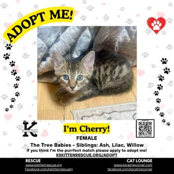 Cherry -  Domestic Short Hair Cat for Adoption in OSBORNVILLE, New Jersey - Cherry | PetCurious
