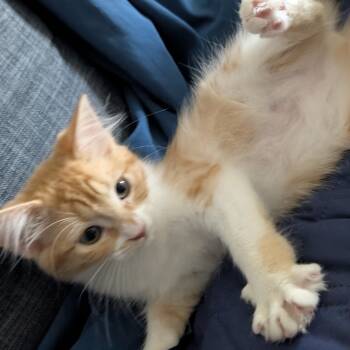 Rescue Domestic Short Hair Cats for Adoption in Los Angeles, California - Pukka | PetCurious