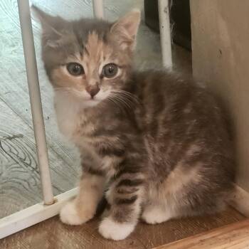 Butternut -  Dilute Tortoiseshell Cat for Adoption in Kenhorst, Pennsylvania - Butternut | PetCurious