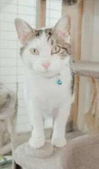 Tabby and Domestic Short Hair Cats Available for Adoption in Attalla, Alabama - Dax | PetCurious