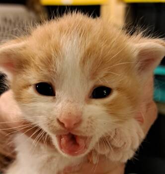 Rescue Domestic Short Hair Cats for Adoption in South Bend, Indiana - America *IN FOSTER* | PetCurious