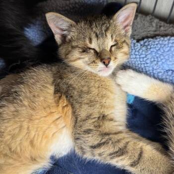 Nibsy -  Domestic Short Hair Cat for Adoption in Saginaw, Michigan - Nibsy | PetCurious
