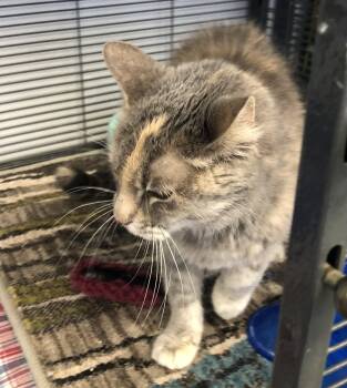 Domestic Short Hair Cats Available for Adoption - Gaga | PetCurious