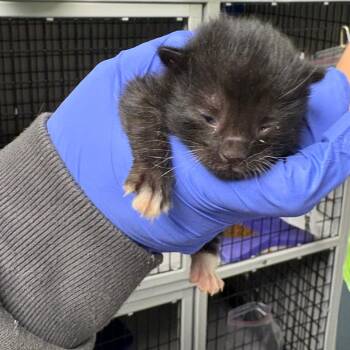 Domestic Short Hair Cats Available for Adoption in Columbiana, Alabama - Theo Von  (NOT AVAILABLE - IN FOSTER CARE) | PetCurious