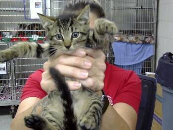 A188099 -  Domestic Short Hair Cat for Adoption in Pasadena, Texas - A188099 | PetCurious
