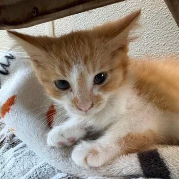 Sirius -  Domestic Long Hair Cat for Adoption in West Des Moines, Iowa - Sirius | PetCurious