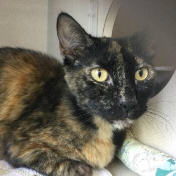 Margot -  Domestic Short Hair Cat for Adoption in Redwood City, California - Margot | PetCurious