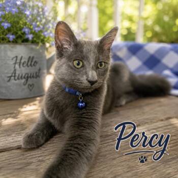 Percy -  Russian Blue Cat for Adoption in Inman, South Carolina - Percy | PetCurious