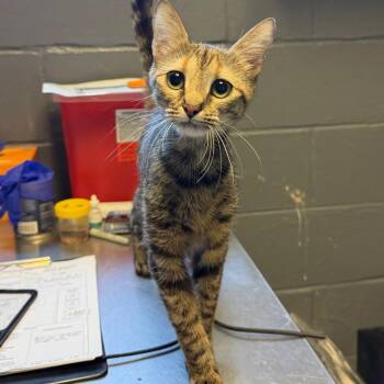 Talulu -  Domestic Short Hair Cat for Adoption in Tuscaloosa, Alabama - Talulu | PetCurious