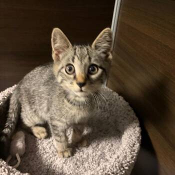 Domestic Short Hair Cats Available for Adoption in Buffalo, New York - Austin Matthews | PetCurious