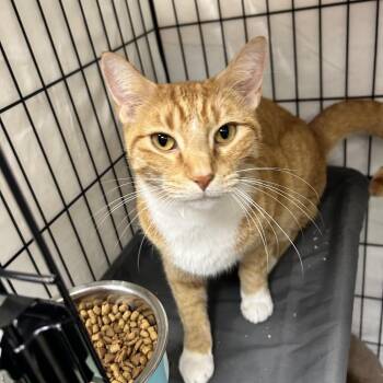 Wiggles -  Domestic Short Hair Cat for Adoption in Mokena, Illinois - Wiggles | PetCurious