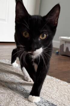 Lionel -  Domestic Short Hair Cat for Adoption in Breinigsville, Pennsylvania - Lionel | PetCurious