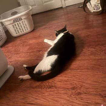 Hosafina -  Domestic Short Hair Cat for Adoption in Philadelphia, Pennsylvania - Hosafina | PetCurious