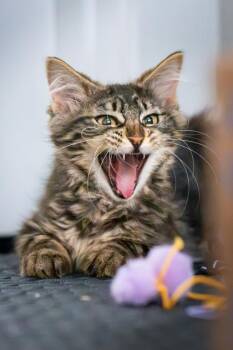 Mandy -  Domestic Short Hair Cat for Adoption in Bellevue, Washington - Mandy | PetCurious