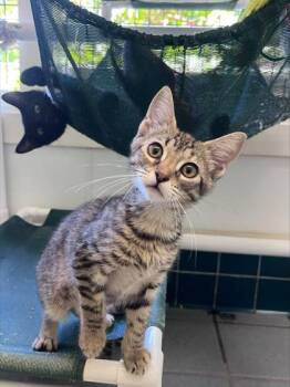 Daisy -  Domestic Short Hair Cat for Adoption in Honolulu, Hawaii - Daisy | PetCurious