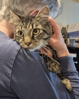 Rescue Domestic Short Hair and Tabby Cats for Adoption in Gaithersburg, Maryland - Jude | PetCurious