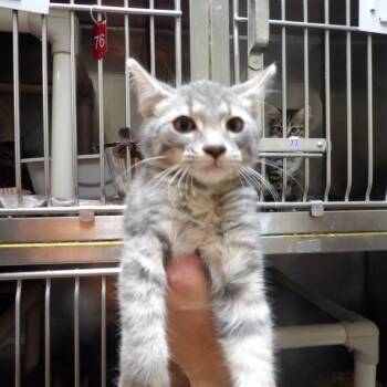Dakota -  Domestic Short Hair Cat for Adoption in New York, New York - Dakota | PetCurious
