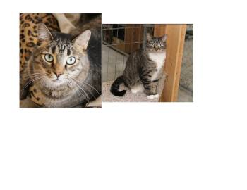 Rescue American Shorthair Cats for Adoption in Harrisville, Utah - CRICKET AND SOCKS | PetCurious