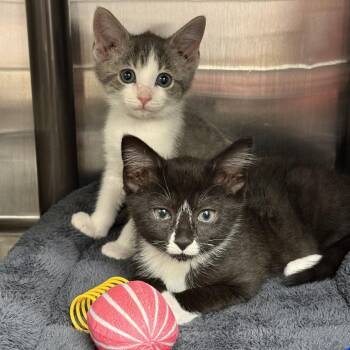 Jackson -  Domestic Short Hair Cat for Adoption in Falls Church, Virginia - Jackson | PetCurious