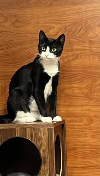 Rescue Domestic Short Hair Cats for Adoption in Port Jefferson Station, New York - Libby | PetCurious