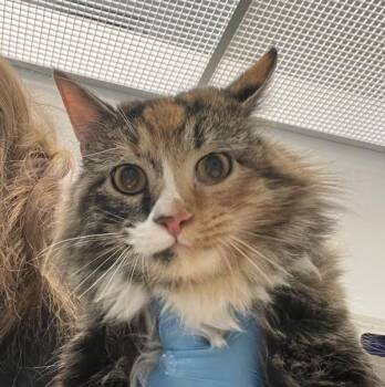 Domestic Medium Hair Cats Available for Adoption - Jupiter | PetCurious