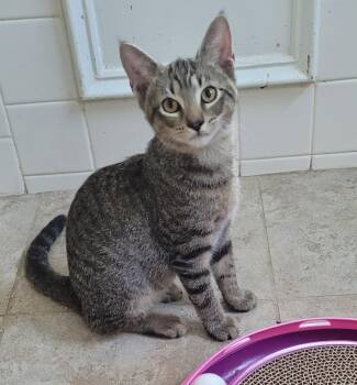 Axle -  Domestic Short Hair Cat for Adoption in Lawrenceville, Georgia - Axle | PetCurious